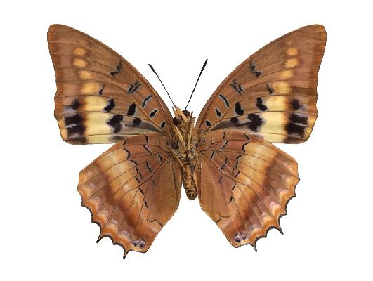 Charaxes lucretius lucretius female UNS